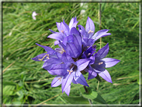 foto Fiori